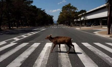Animales más seguros en las carreteras italianas
