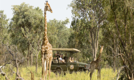 Oferta de safari por Sudáfrica