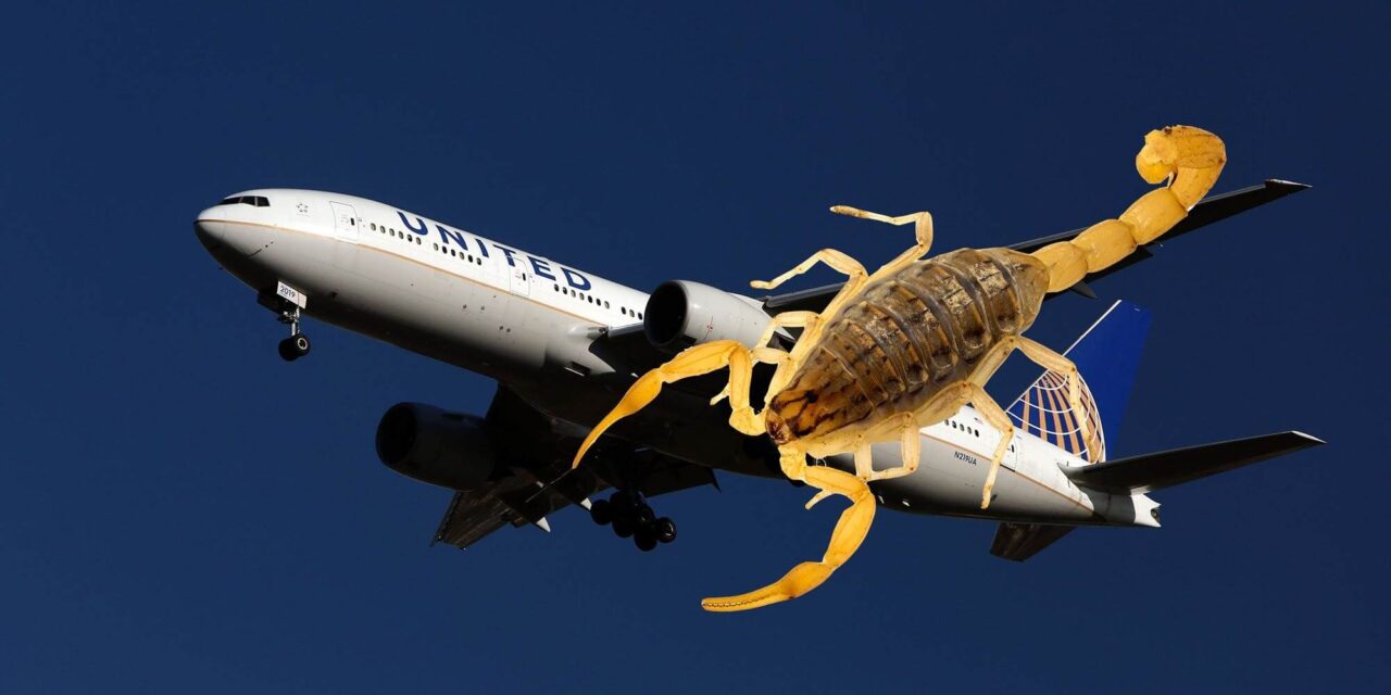Un escorpión pica a una pasajera en pleno vuelo