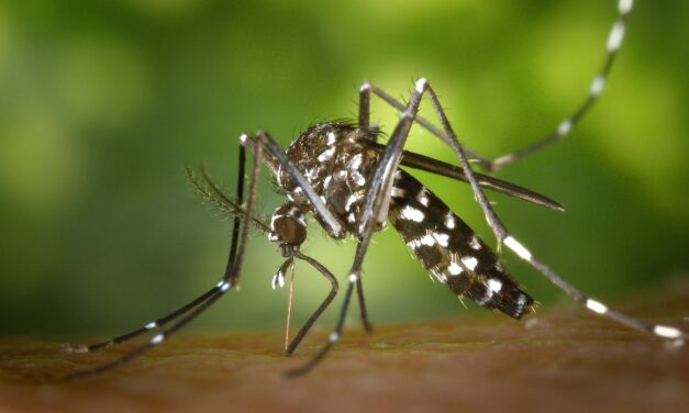 Cuáles son los mejores repelentes de mosquitos