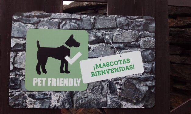 Los mejores consejos para viajar con tu perro