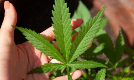 Destinos que permiten la compra de semillas de cannabis