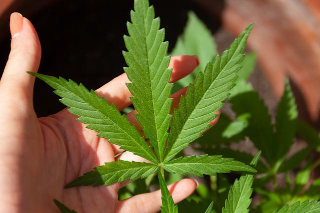 Destinos que permiten la compra de semillas de cannabis