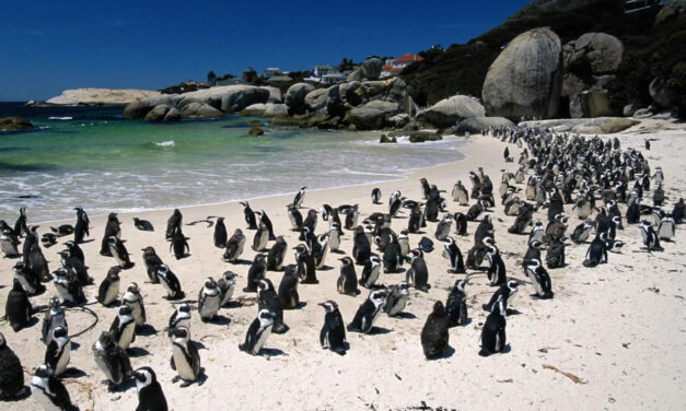Boulders Beach, la playa de los pingüinos